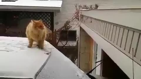 Cat fail to jump