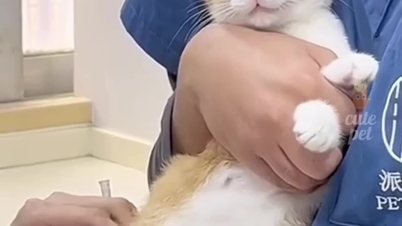 Funny animals world
