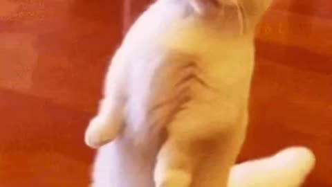 Cute Cat Gif