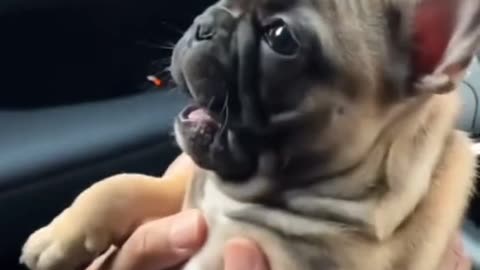 🤍🐕🐕 BEBE HERMOSO