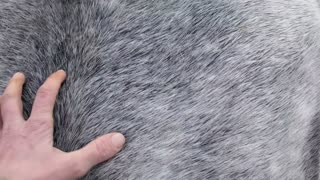 I'm going to miss my crazy horses