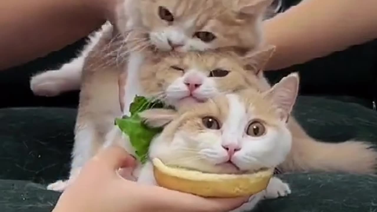 Hamburger🍔🍔😍#fyp #foryou #top #eating #hamberger #cat #pet #animals