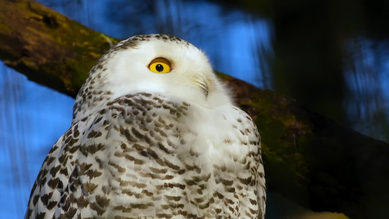 White Owl Cute & Funny video