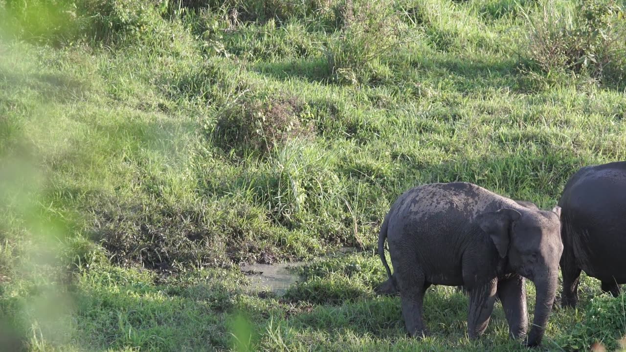 Elephant family and cub