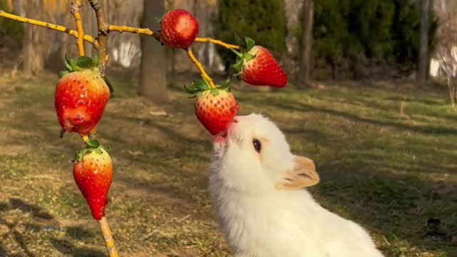 Make a strawberry tree for you, May you have a happy heart🍓#2023 The first rabbit #cute pet #rabbit