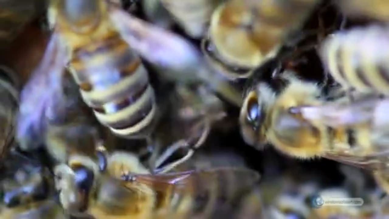 The Female Honey Bee - Questions on Islam