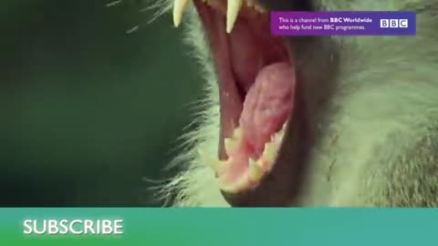 Piranha Feeding Frenzy | Planet Earth | BBC Earth