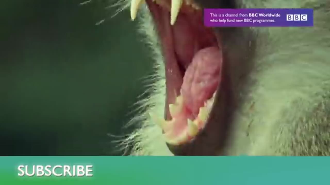 Piranha Feeding Frenzy | Planet Earth | BBC Earth