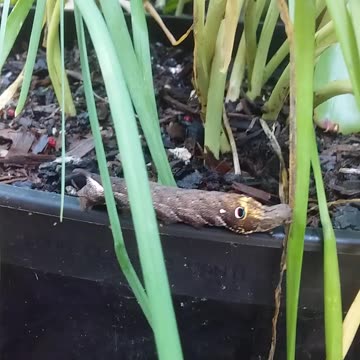 4.5.2024 Random Kuranda