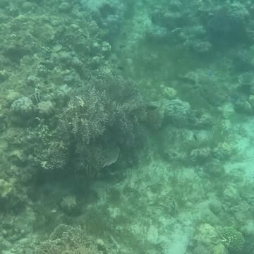 Beauty Beneath the Waves, Snorkeling In The Morning