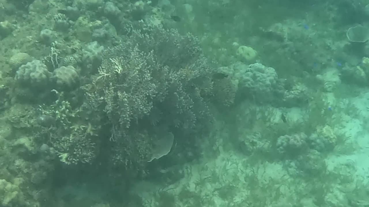 Beauty Beneath the Waves, Snorkeling In The Morning