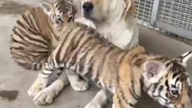 Tiger cubs adopt Dog as their mother