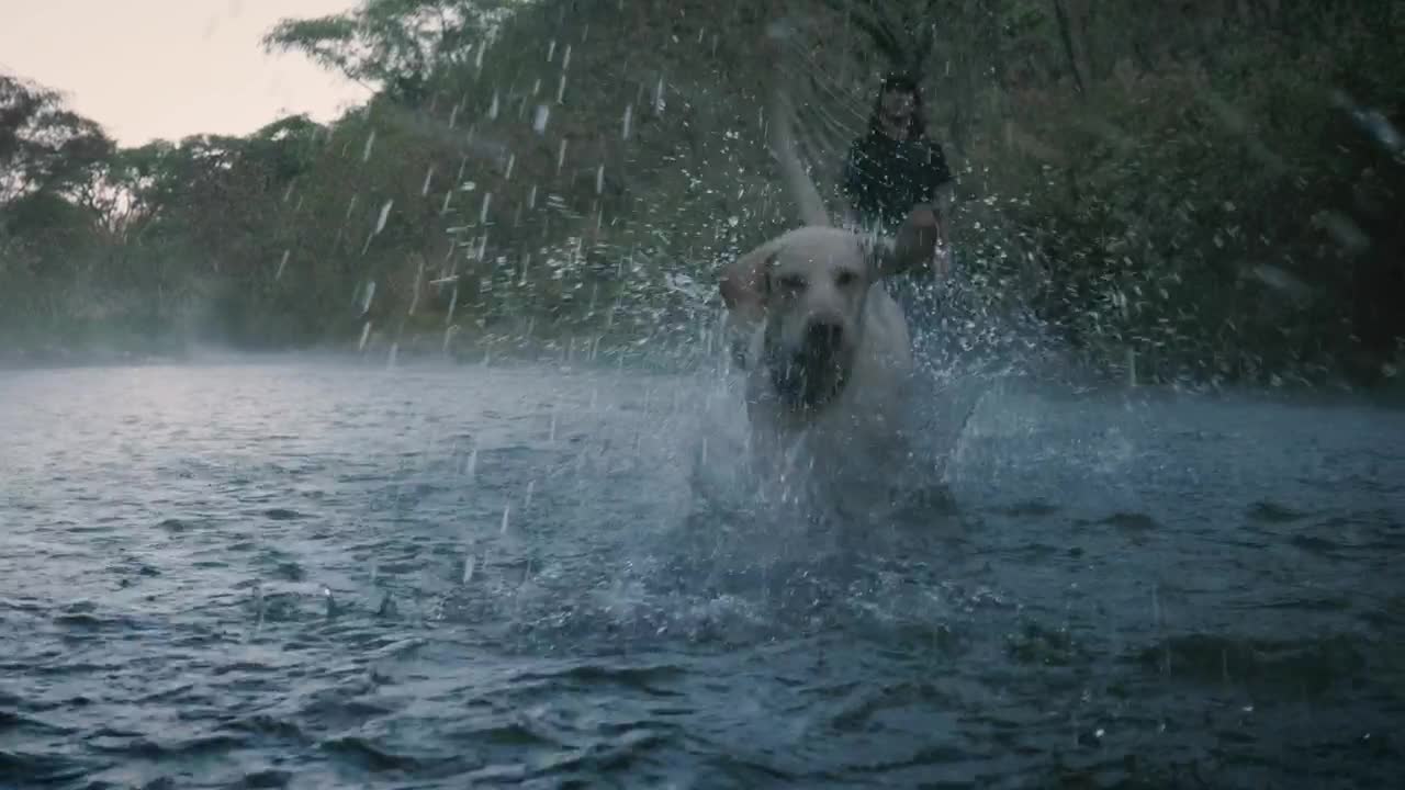 Dog and owner playing with a ball in a creek