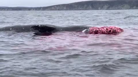 Dead Whale Explodes! At sea