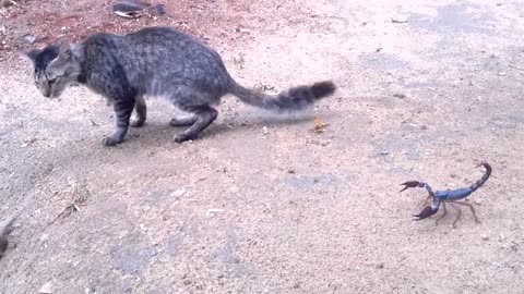 Scorpion VS. Cat