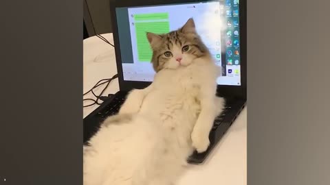funny cats