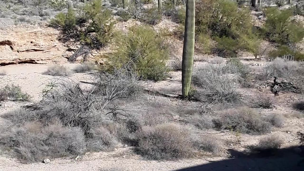 Tucson, Arizona Saguaro National Park and the beautiful cactuses. 2/4/23