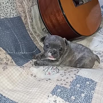 Buongiorno a tutti . Mi chiamo spike ,come quella dei vax, ma sono no vax