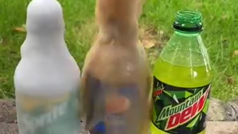 Coca Cola, Fanta, Sprite und Mentos