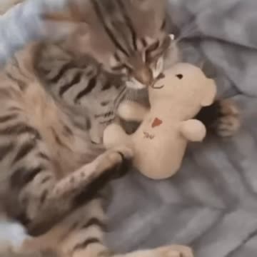 Cute Cat Gif