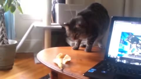Funniest Animals 2023
