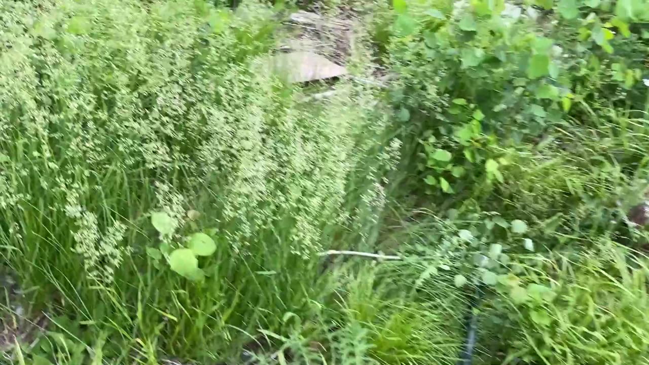 Walk Around on The Guns N Glory Property