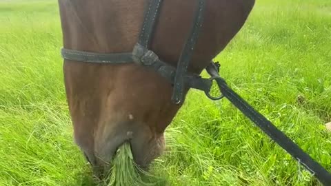 Horses eat grass