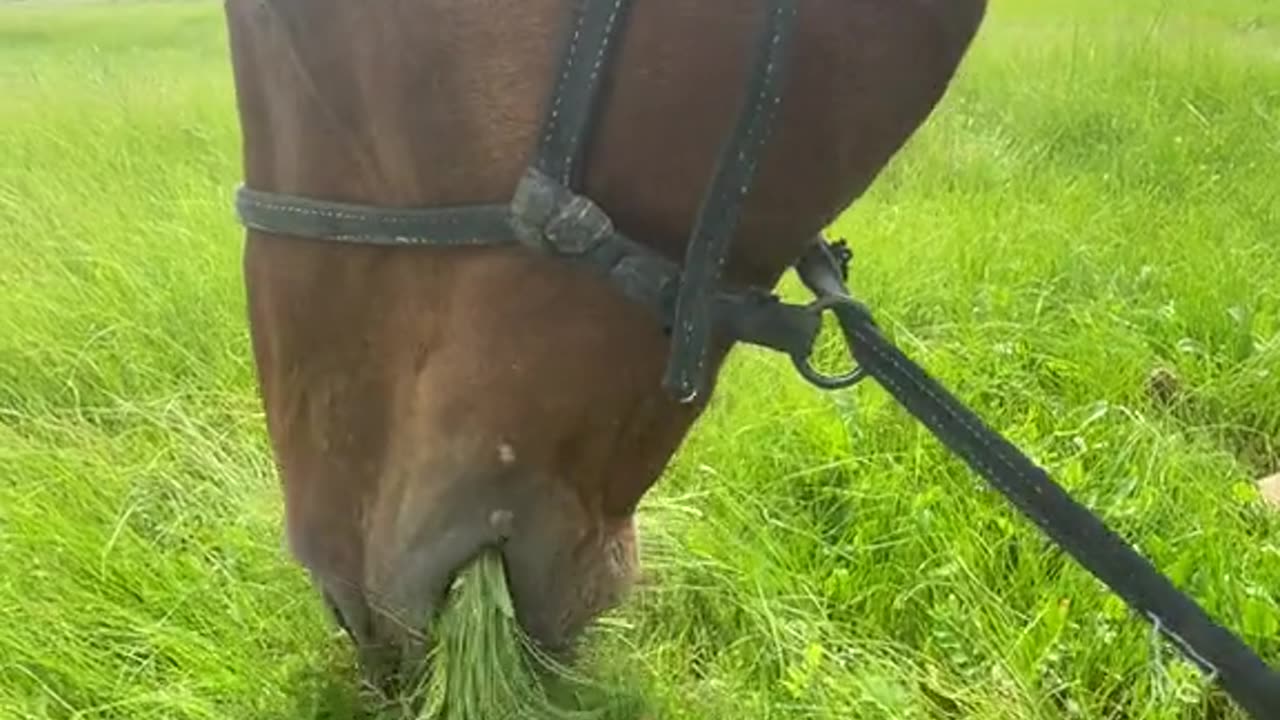 Horses eat grass