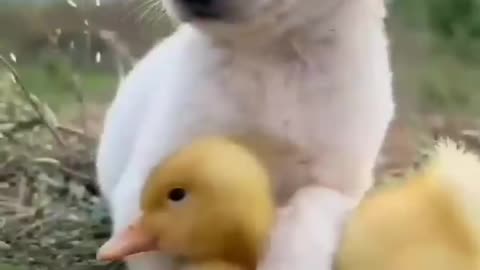 Little Hens And Dog Short