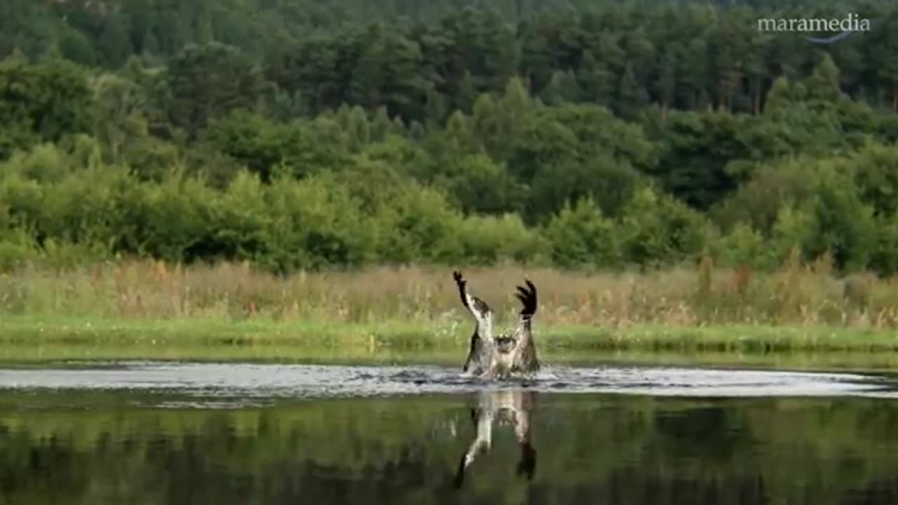 An osprey fishing in spectacular super slow motion | Highlands - Scotland's Wild Heart