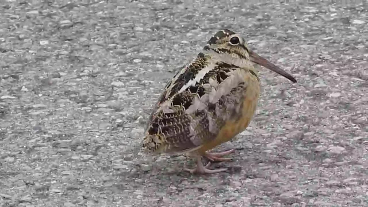 SandPiper Walks like an Egyptian