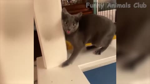 funny animal video funniest dogs and cats