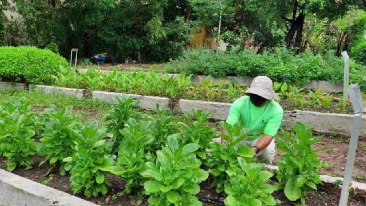 Banco de dados de Plantas medicinais gratuito da Fiocruz