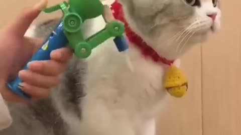 Cute pussy cat is Angry