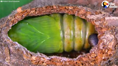 Watch This Caterpillar Turn Into A Puss Moth | The Dodo