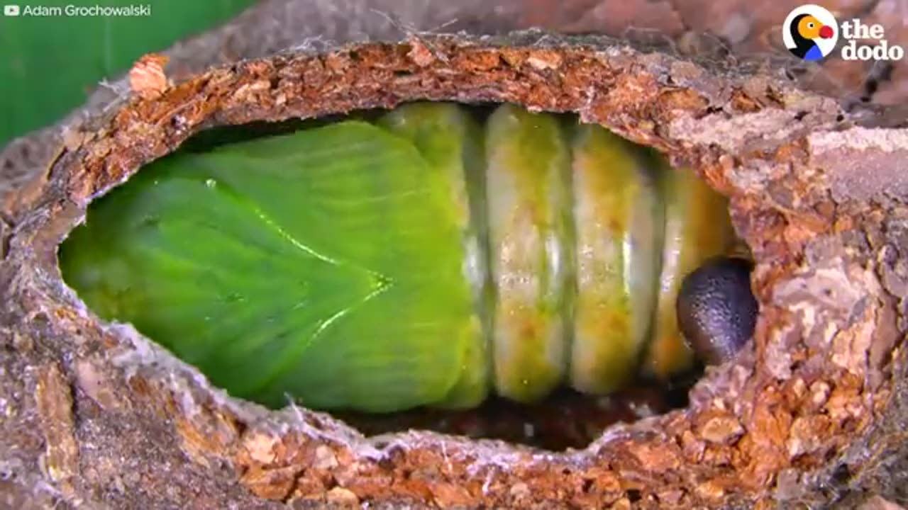 Watch This Caterpillar Turn Into A Puss Moth | The Dodo
