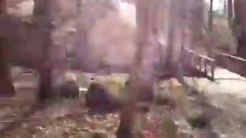 Pålsjö skog, Helsingborg 8 April 2018