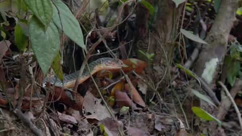 King Cobra Attack (কিং কোবরার আক্রমণ)