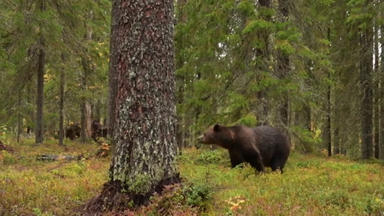 Fighting Brown Bears Finland