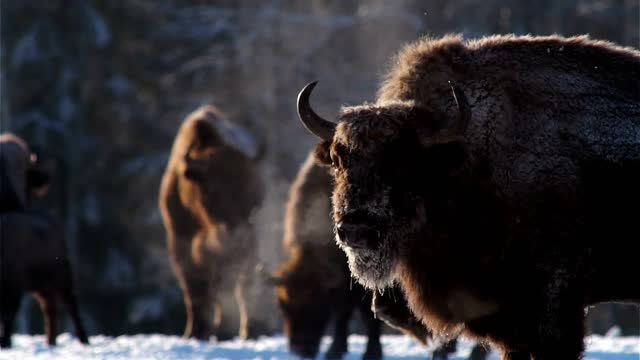 Snow Bison | 4K | Animals | Wildlife | Copyright_Video