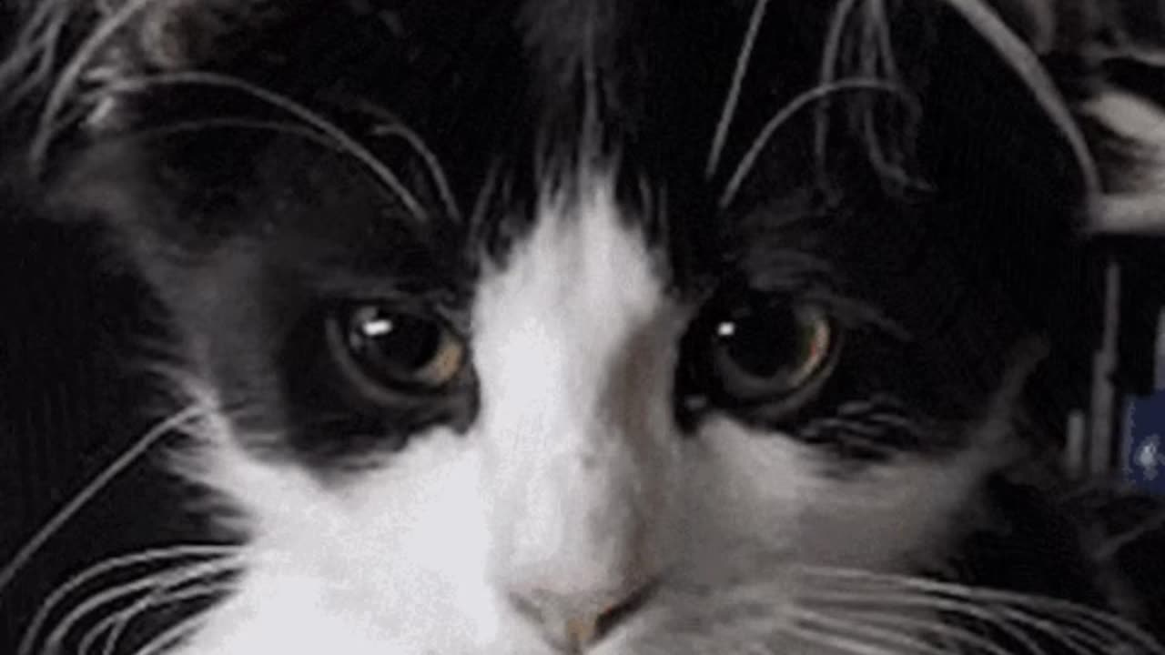 Cute Cat Gif