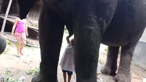 BABY TRYING EAT ELEPHANT MILK