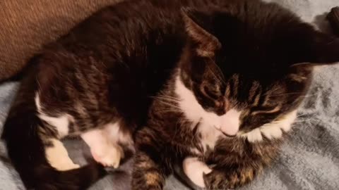 Kitty