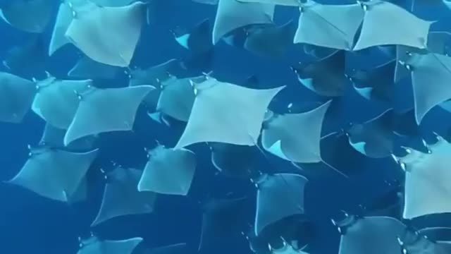 Dive in with this incredible school of Mobula rays! 🌊