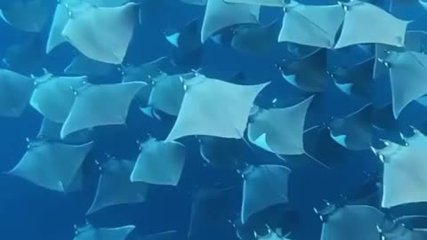 Dive in with this incredible school of Mobula rays! 🌊