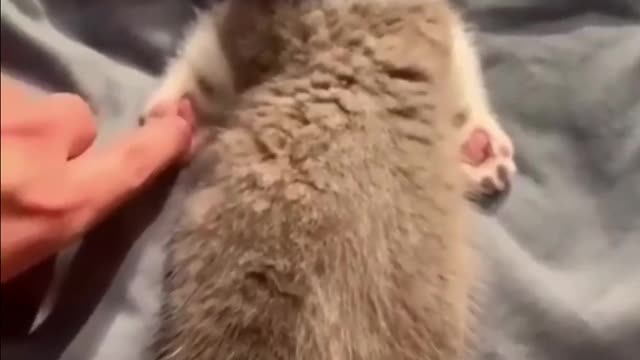A Sleeping cat like this