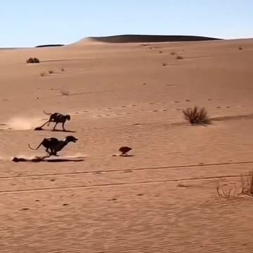 Dogs vs rabbit race fight in desert aera