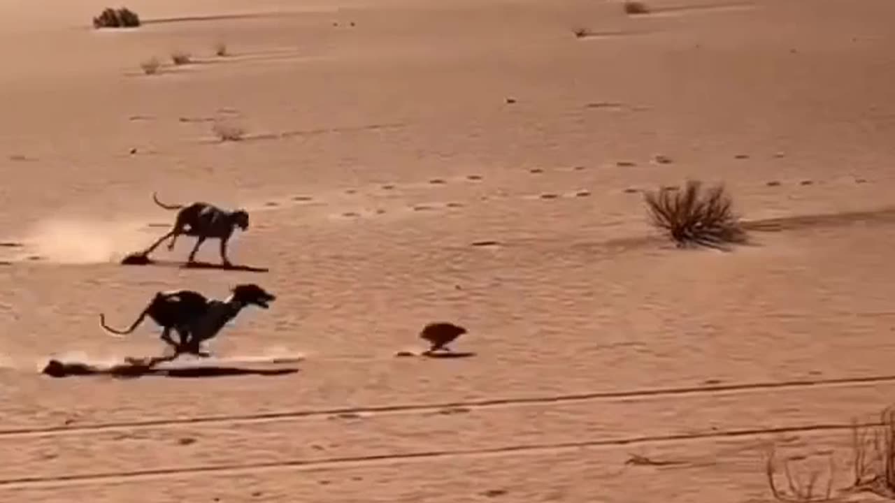 Dogs vs rabbit race fight in desert aera