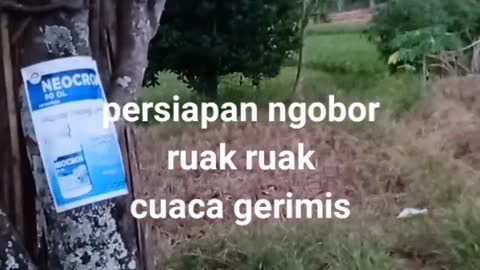 Persiapan ngobor ruak-ruak