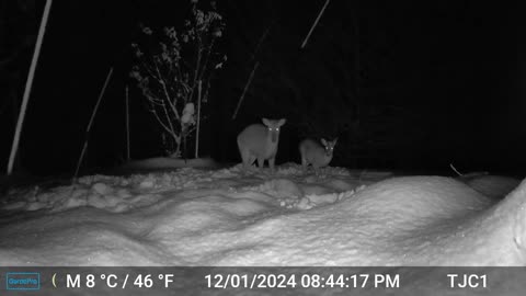 Deer and Possum in the Snow